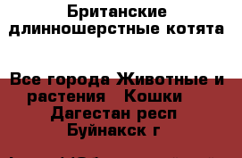 Британские длинношерстные котята - Все города Животные и растения » Кошки   . Дагестан респ.,Буйнакск г.